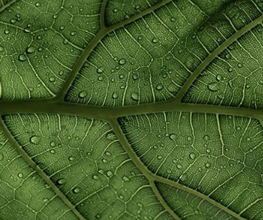 A close up shot of a leaf